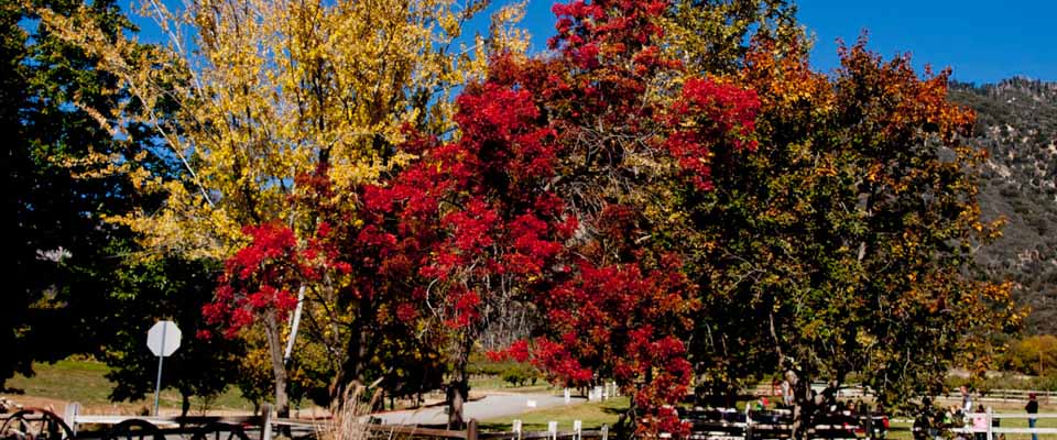 Oak Glen Fall colors