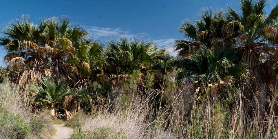 Cochella Preserve Palms