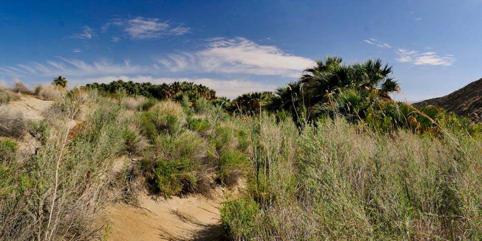 Cochella Preserve trail