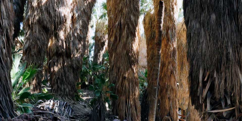 Cochella Preserve Palm Trees