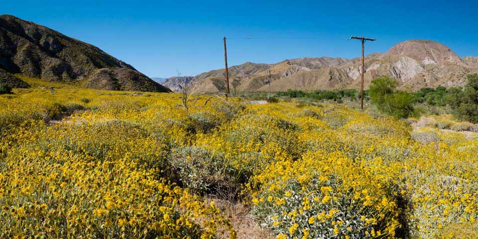 Whitewater Canyon wildflowers
