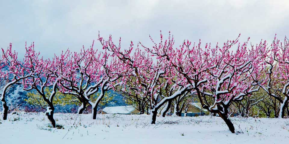 Banning Bench Peach Orchirds in the snow